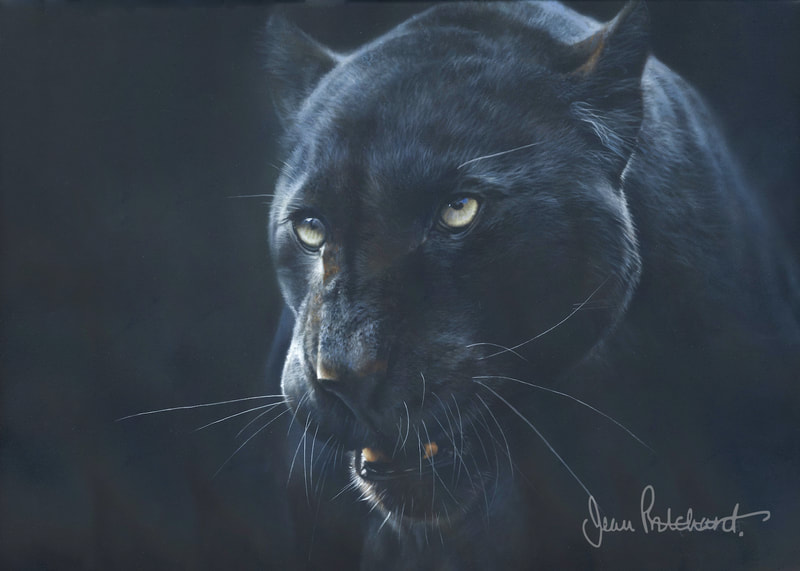 black leopard, big cat, jean pritchard 