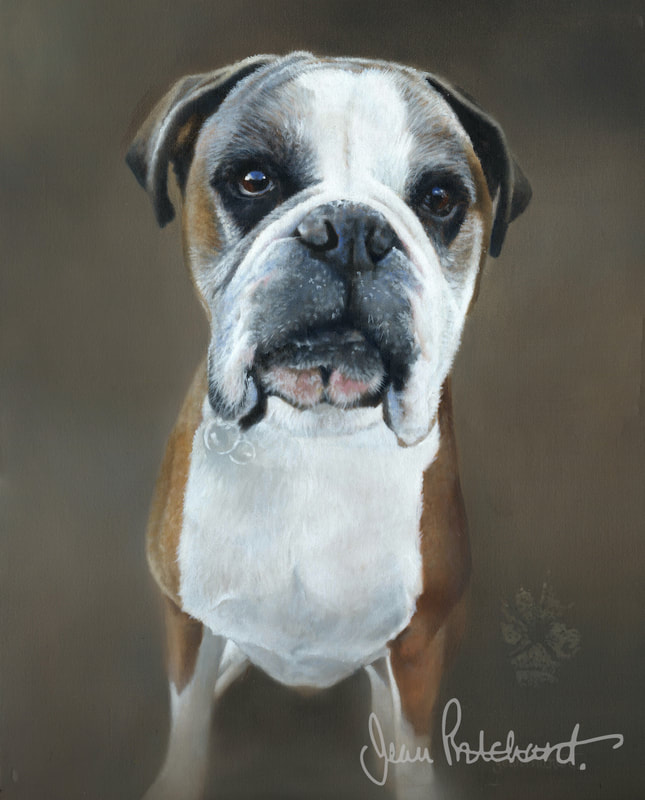 boxer, dog portrait, jean pritchard 