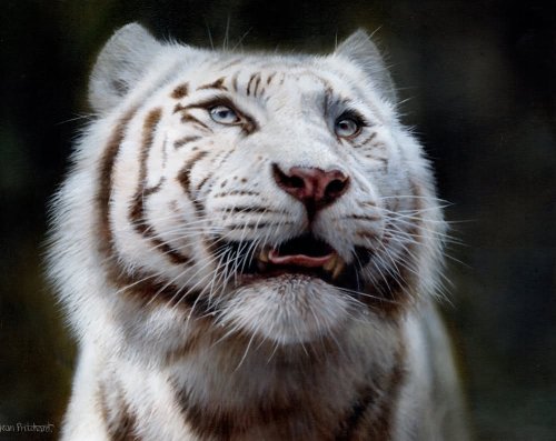 Limited Edition Print ‘The Light in the Wild’