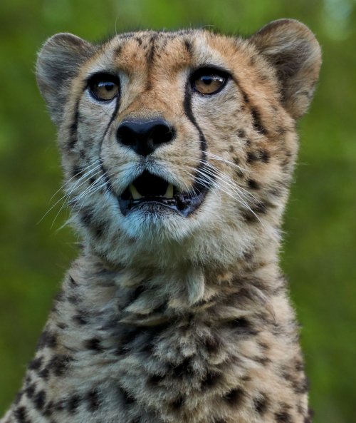 Recorded Zoom Class - Cheetah