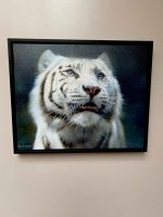 Limited Edition Print ‘The Light in the Wild’